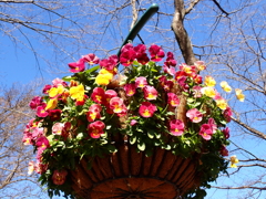 心あたたまる　冬の花