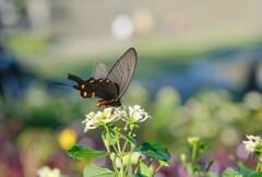 手負いて　飛びいそぐ秋
