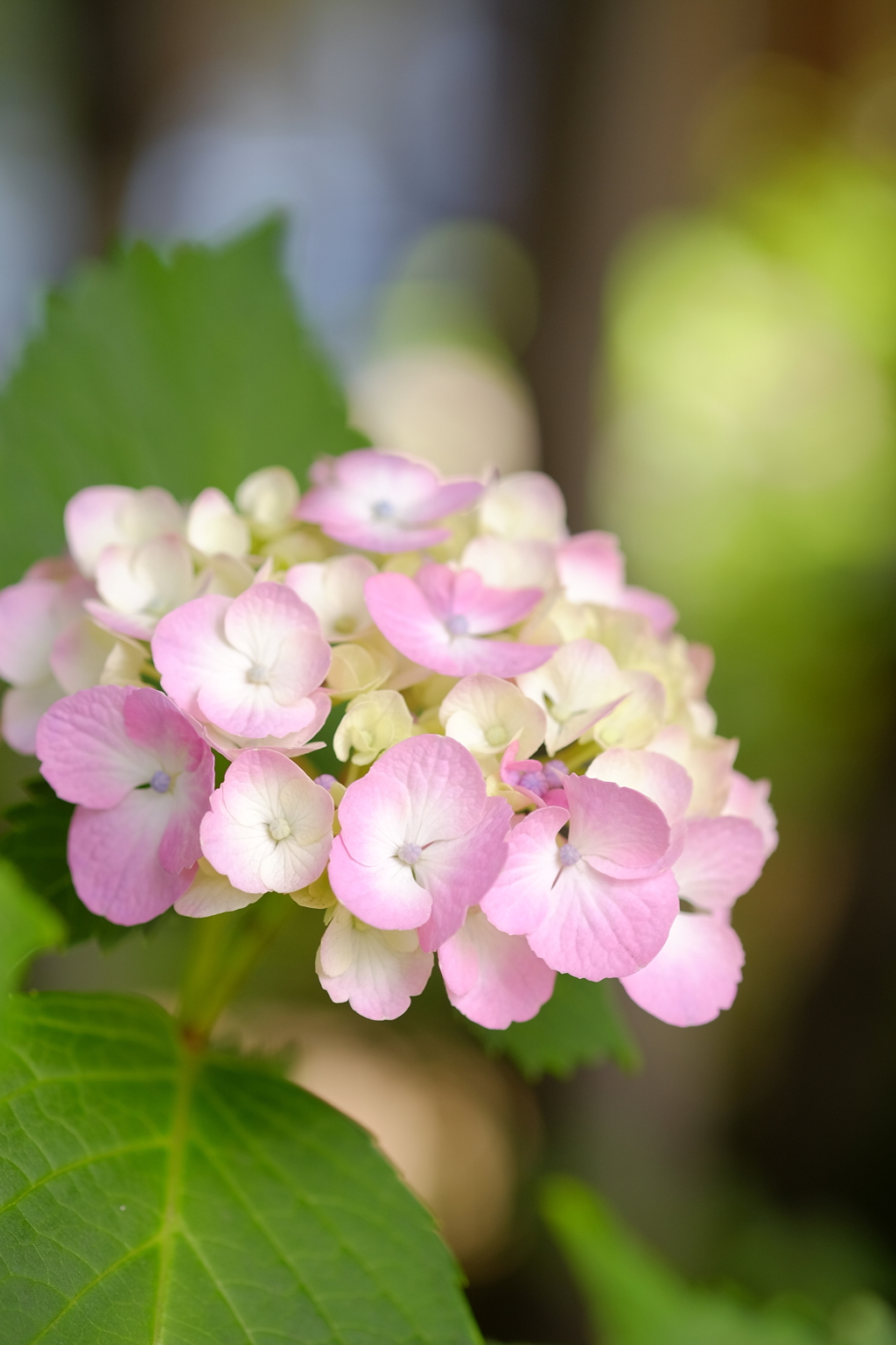 花歩記