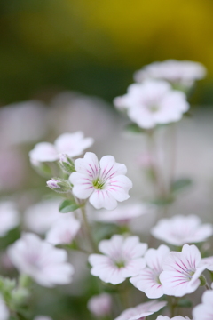 小さな花