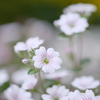 小さな花