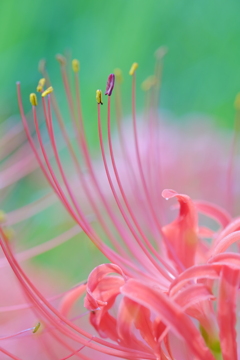 DSCF5139　控えめな主張