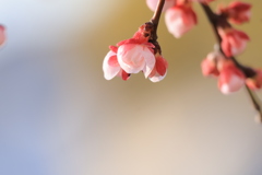 春