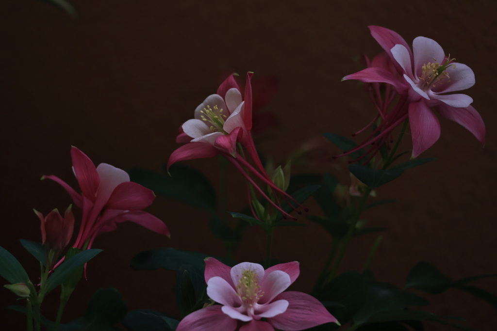 夕暮れの苧環