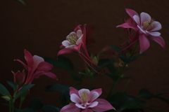 夕暮れの苧環