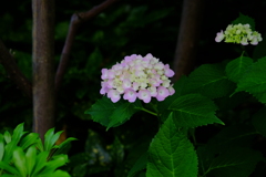花歩記