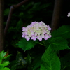 花歩記