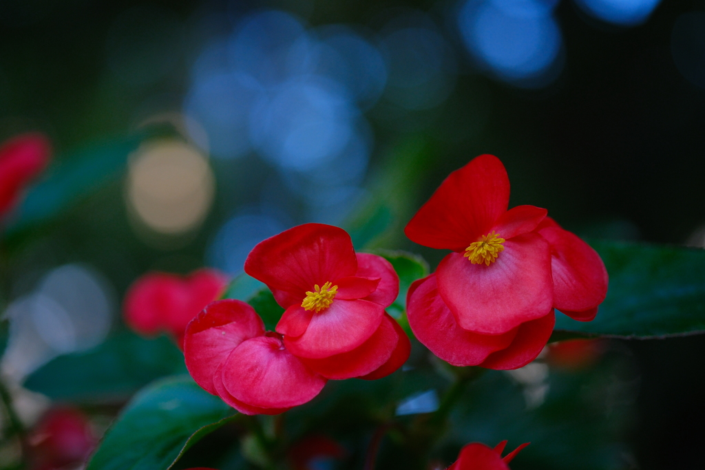 紅の花