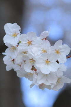 桜ばな