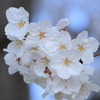 桜ばな