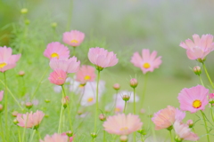 秋桜を訪ねて