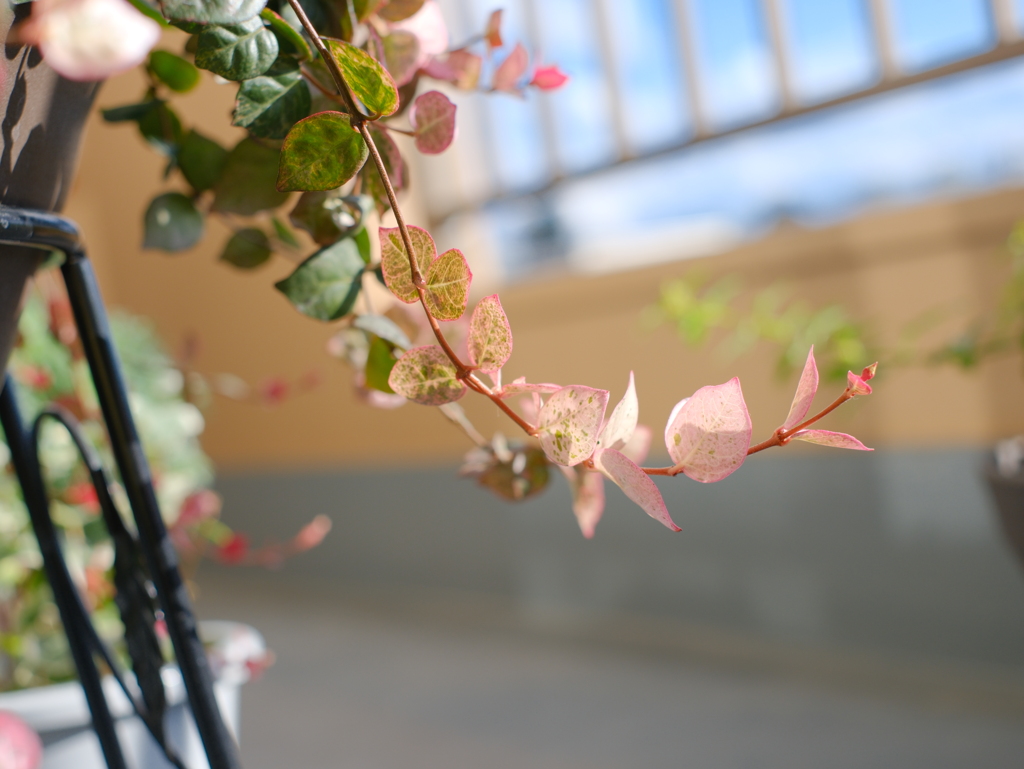 穏やかな時間、見慣れた空間