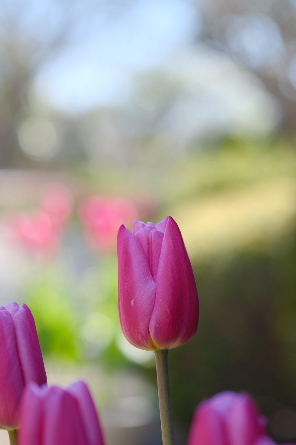 アイスチューリップ