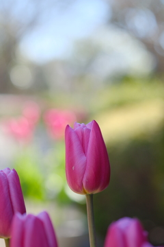 アイスチューリップ