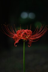 彼岸花