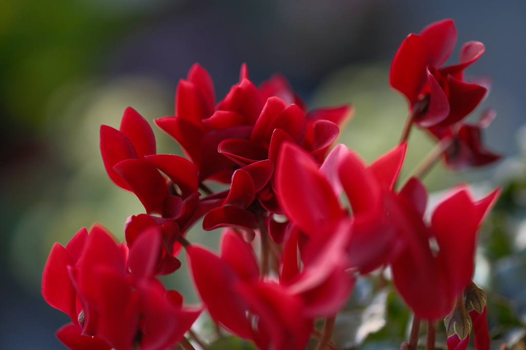 ワインレッドの心