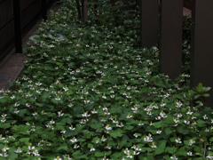 花歩記