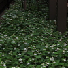 花歩記