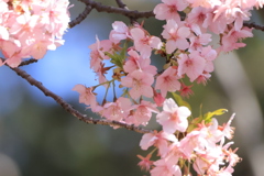 ＊桜ばな＊
