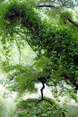 涼風青葉