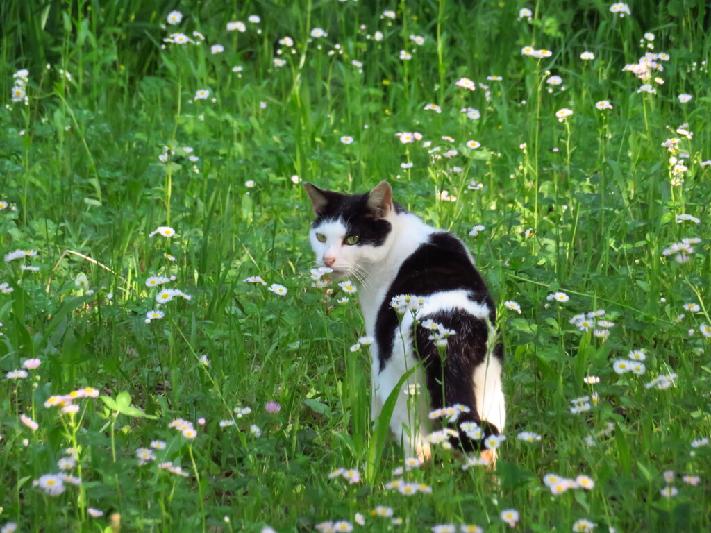 花と猫