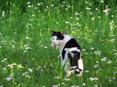 花と猫