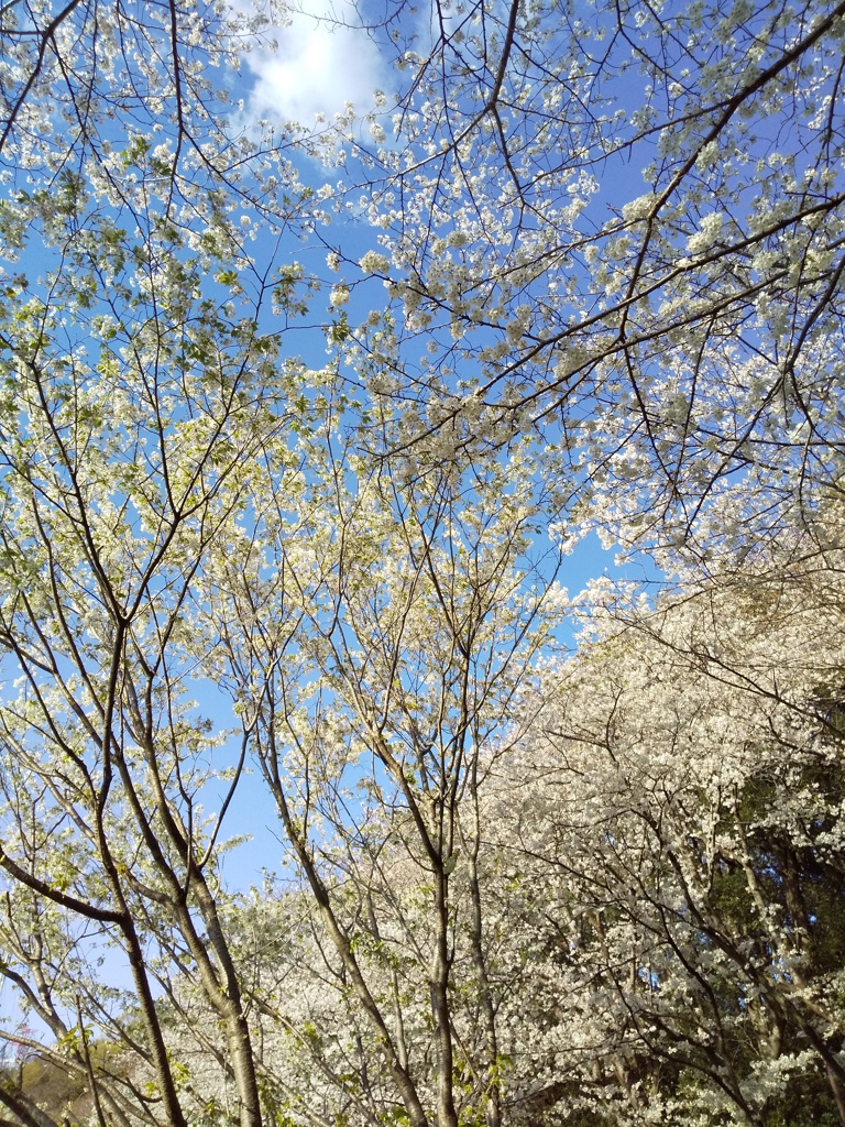 桜の季節