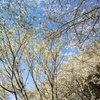桜の季節