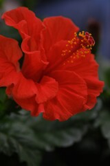 夏の夕暮れに