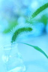 夏草