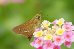 花歩き