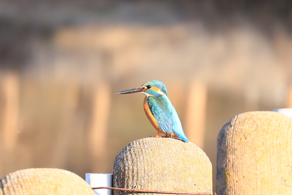光り輝く午後でした