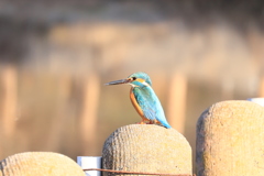 光り輝く午後でした