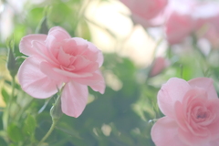 春薔薇