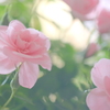 春薔薇