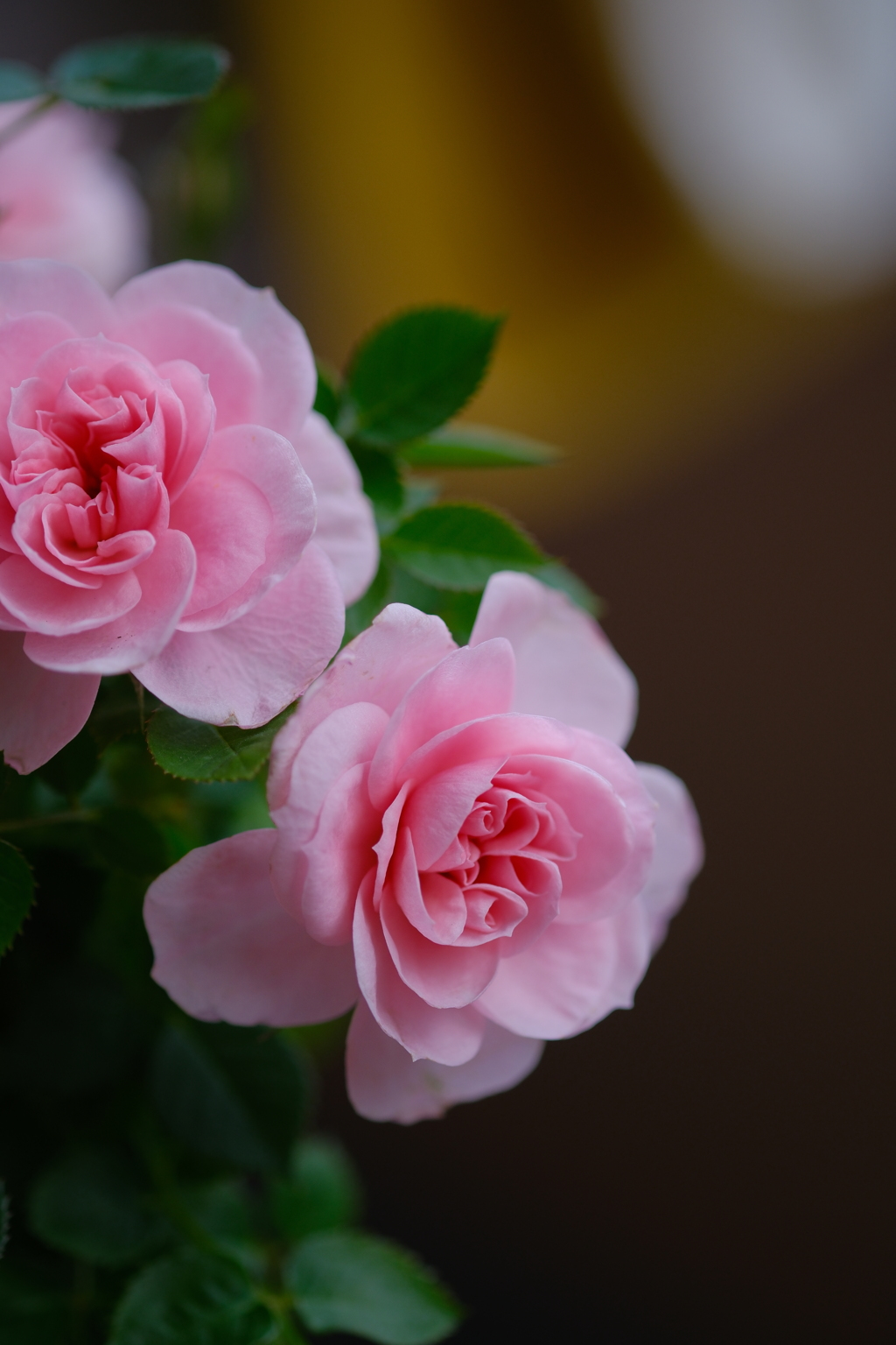 薔薇