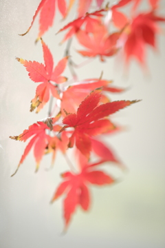 紅葉一枝