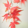 紅葉一枝