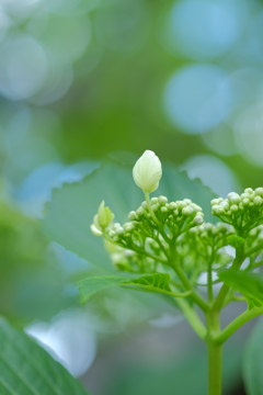 夏の朝に