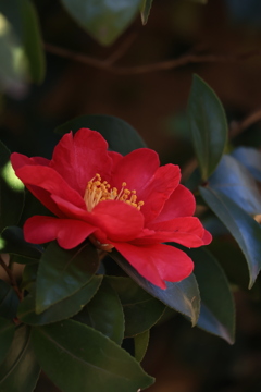 冬の花