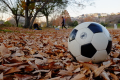 落ち葉の上のわすれ物