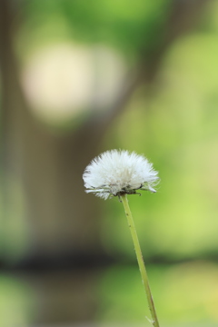 花歩記