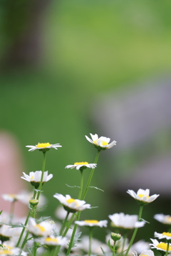 花歩記