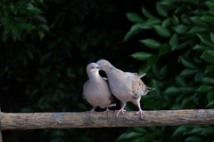 夫婦鳩