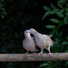 夫婦鳩