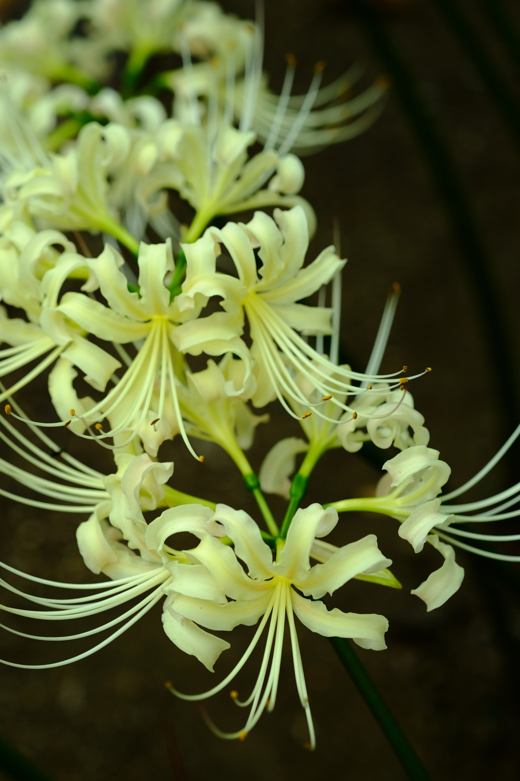 DSCF5109　曼珠沙華