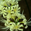DSCF5109　曼珠沙華