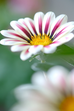 夏を連れてきた花