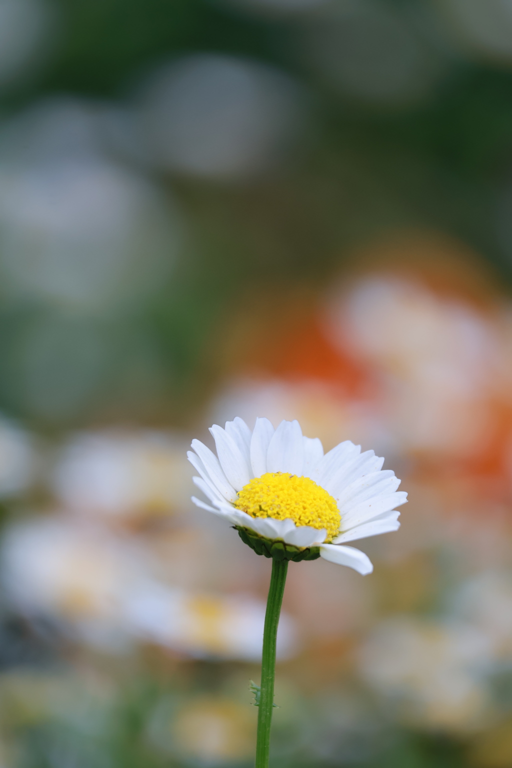 花歩記