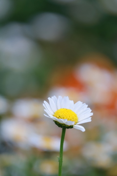 花歩記